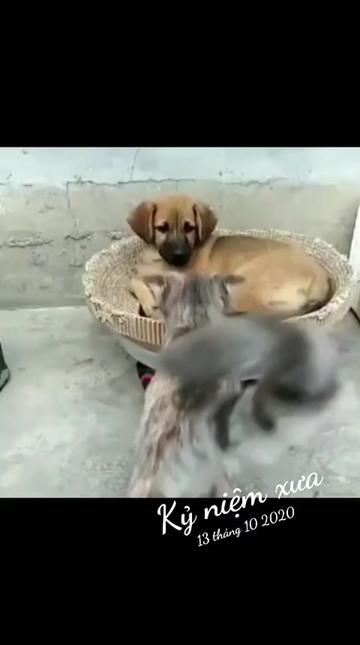 @JBN CATS