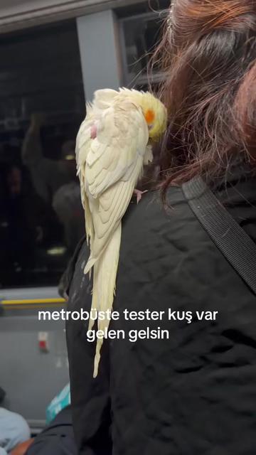 @ceren