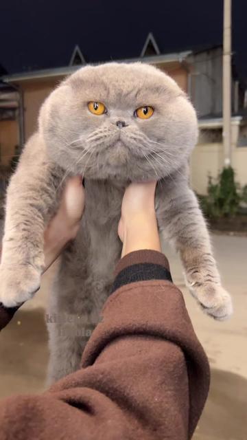 @kittens_uz