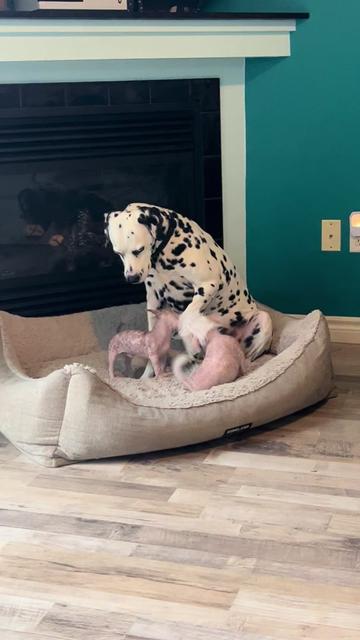@Chinese Crested Cuties