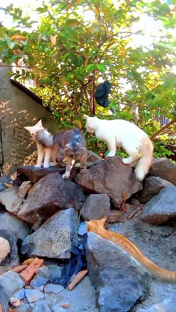 @Biru Cat's Family