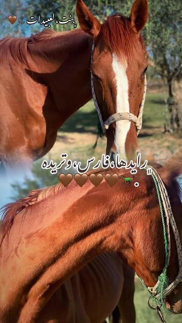 @﮼بنت،لعبيدات🔝❤️🇱🇾