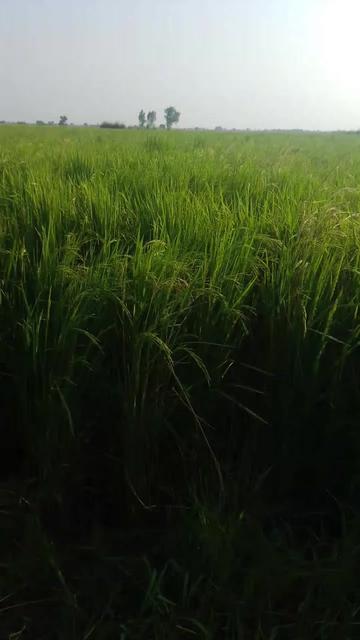 @Aftab Badshah