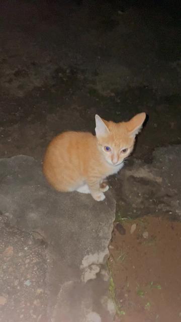 @Samuel Omo Ajiko
