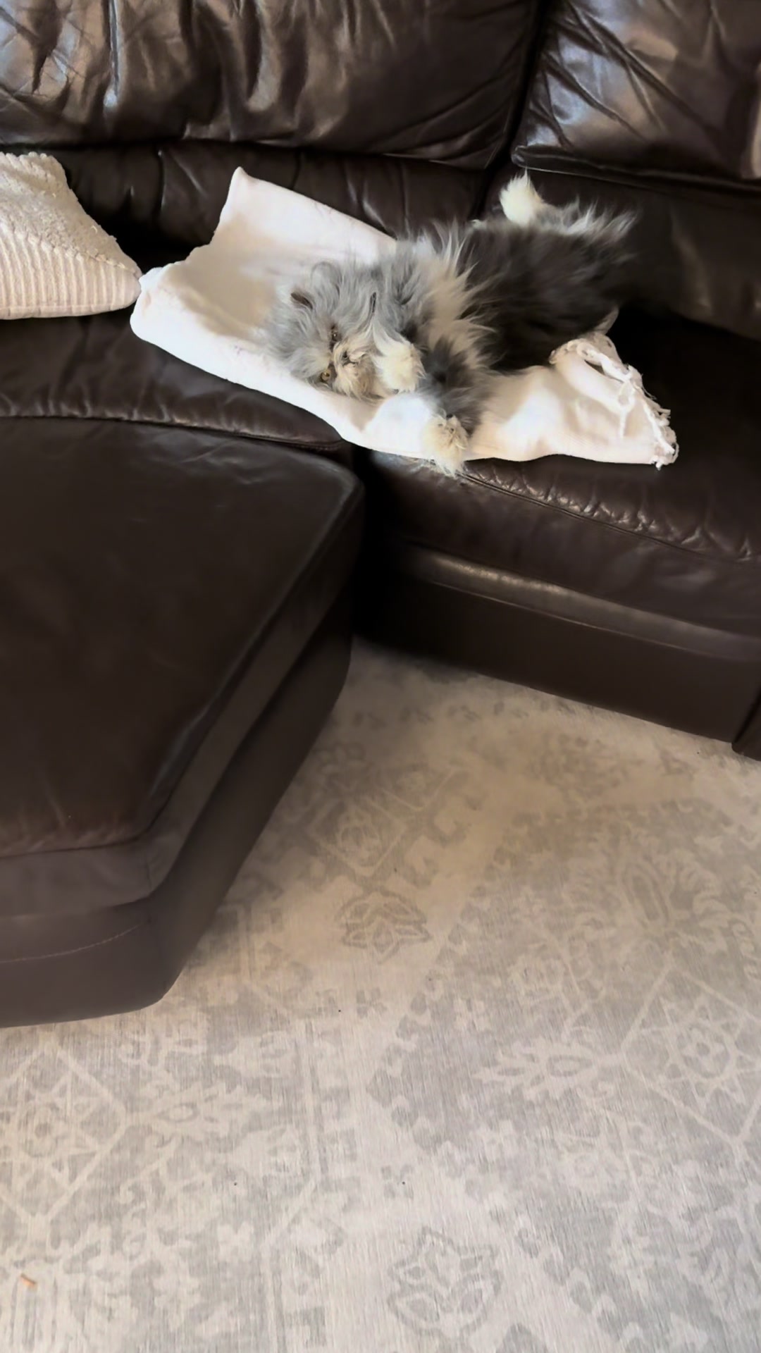 @atchoumthecat