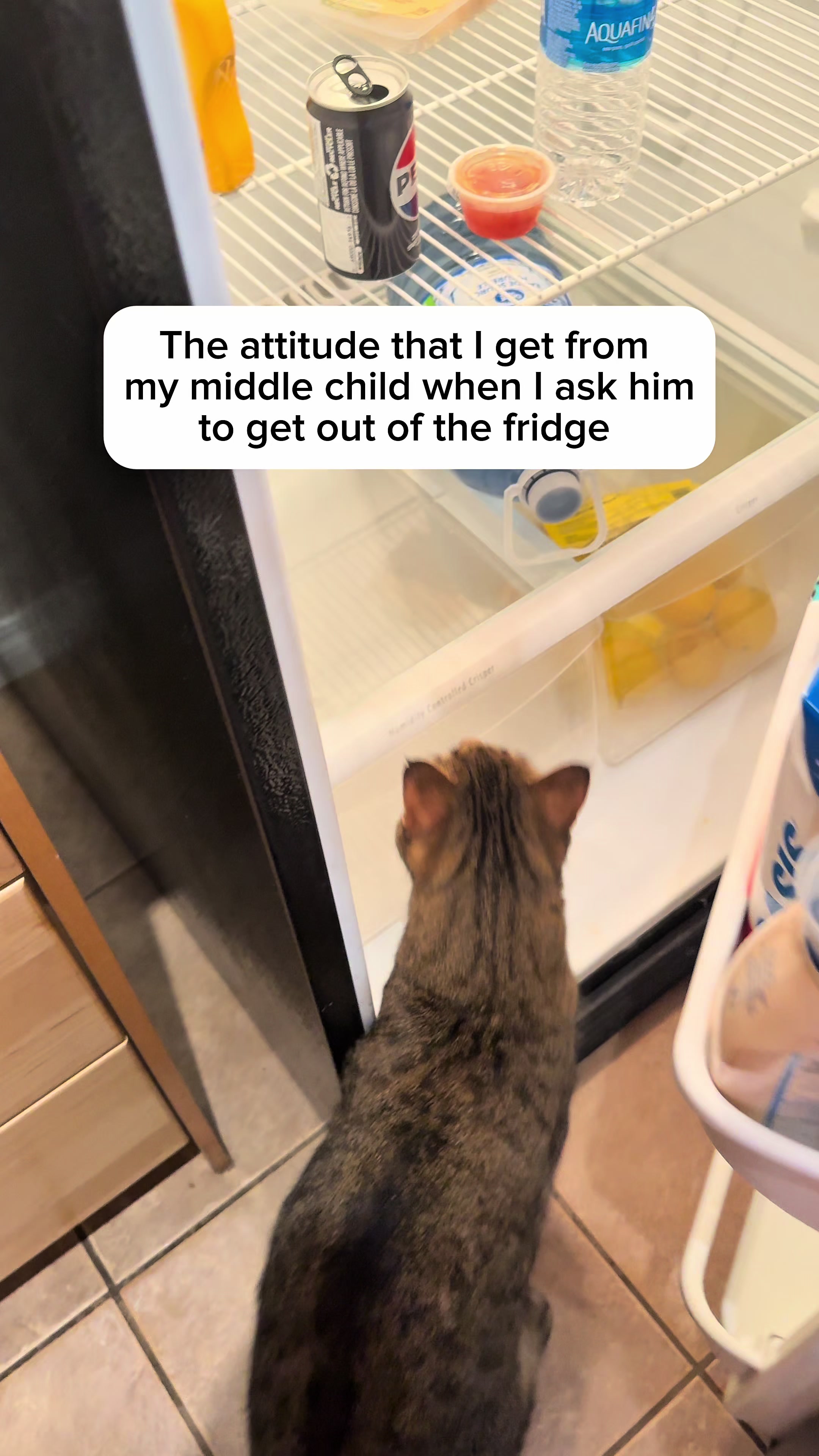 @Three Nawty Cats