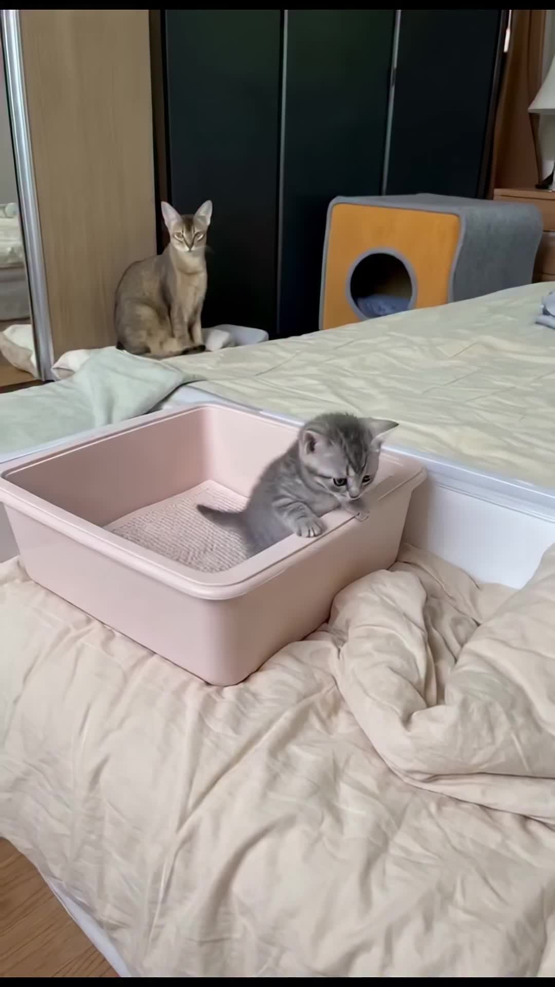 @middlepets