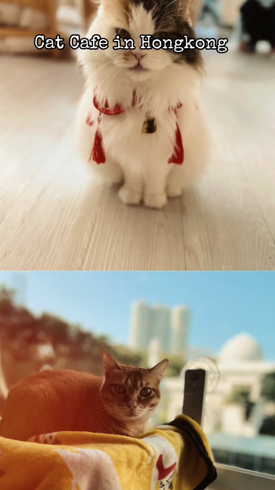 @Soul Cute