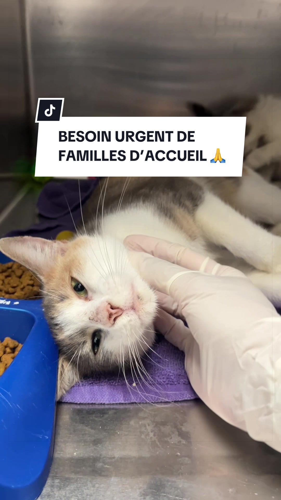@Montreal SPCA
