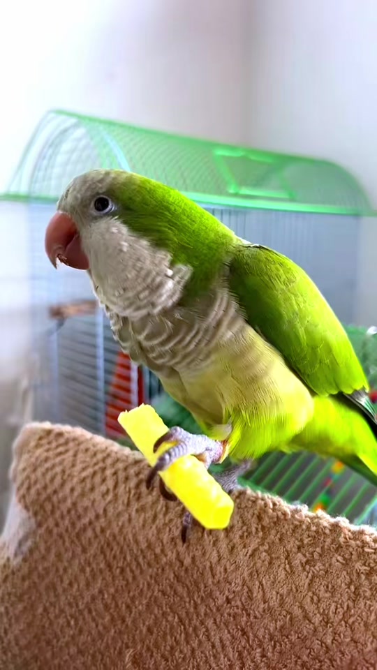 @Charlie🦜
