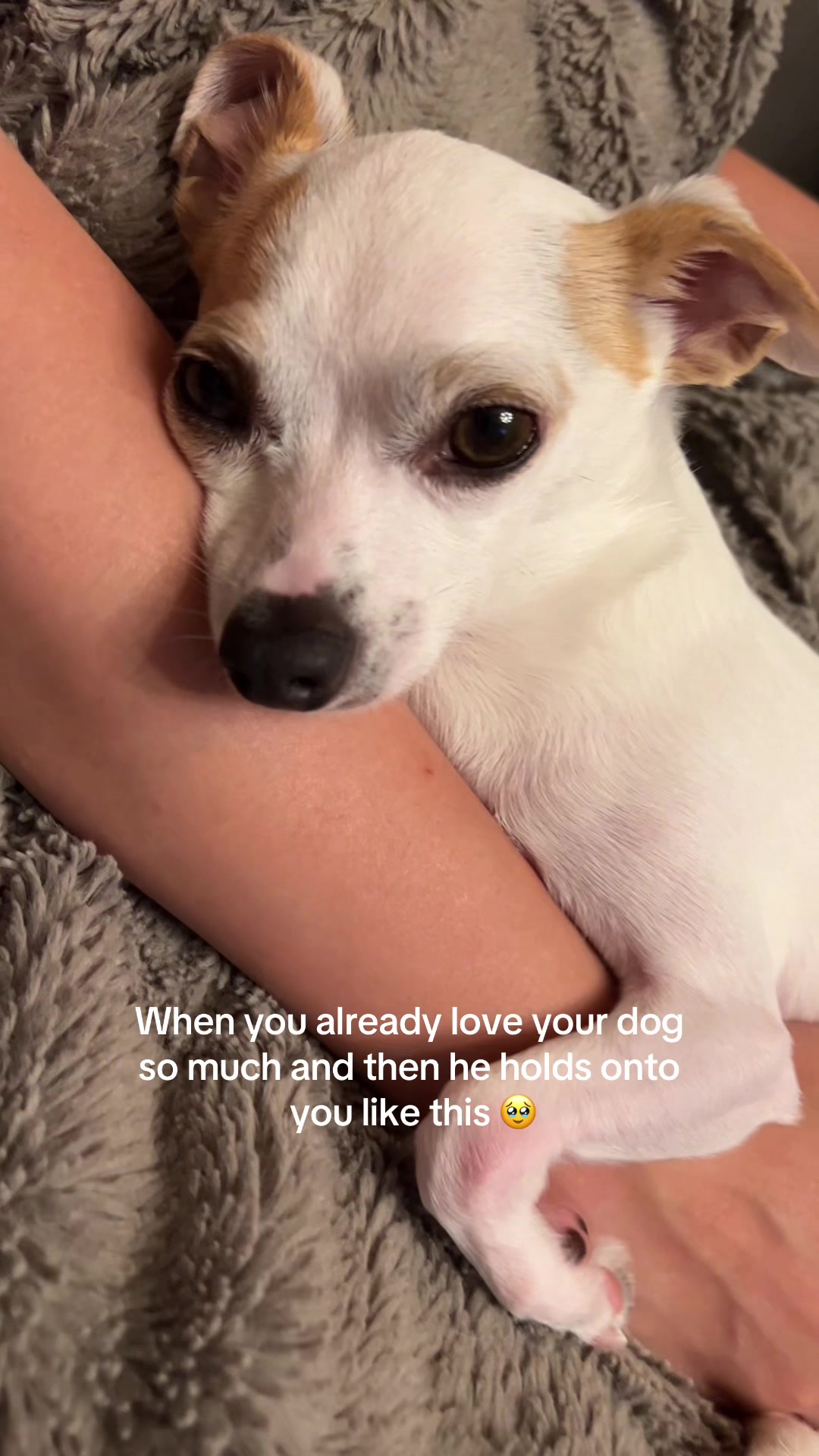 @Bao the Chihuahua