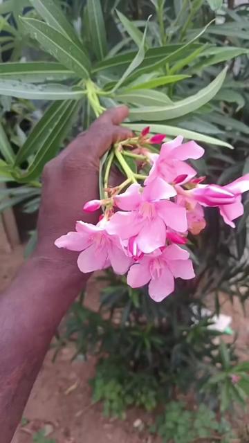 @பேப்பர் ஐடி 248 🌹1