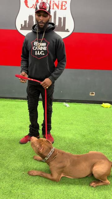 @Boss Canine