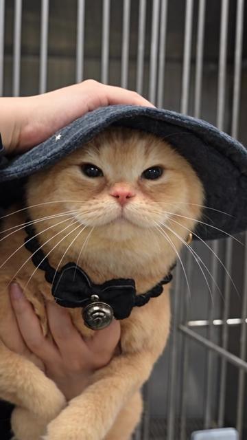 @Chonk The Fat Wizard Cat 🧙