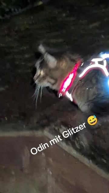 @😻Katrin&Odin 😻Modi Muddi 😻