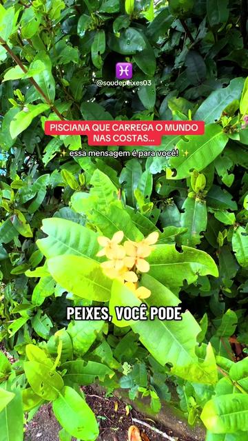 @soudepeixes