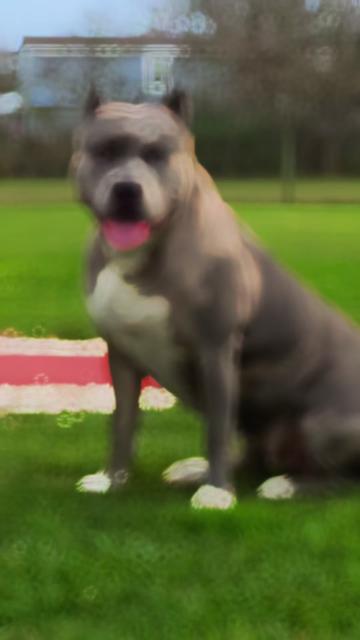 @🐾 Boundless Bullies 🐾