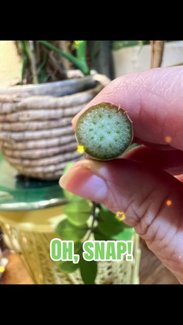 @The_Chlorophylliac