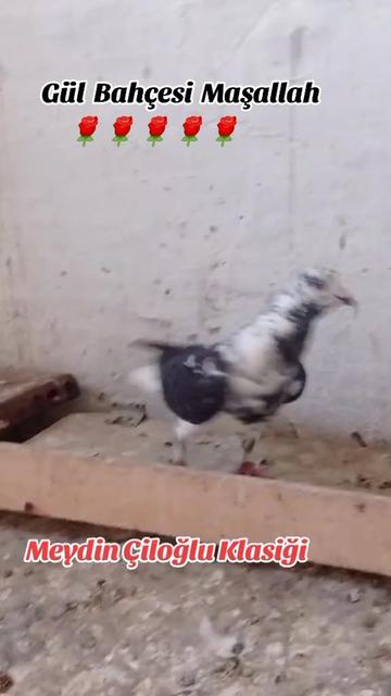 @ÇİLOĞLU KLASİĞİ