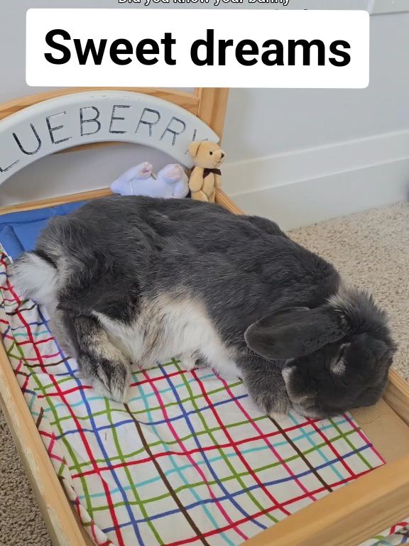 @Blueberry the Bunny