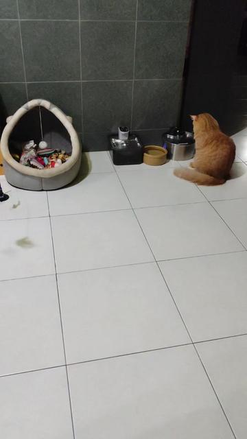 @Omma Kucing 🇲🇾🍉