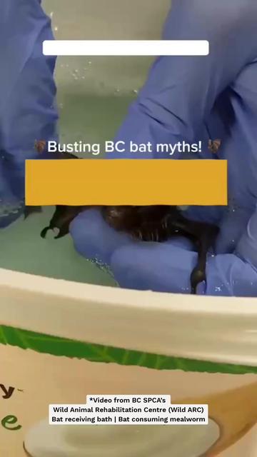 @BC SPCA
