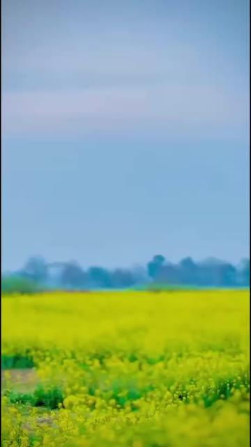 @ladlamalik488