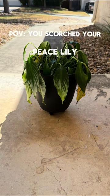 @que3nBeans_plants