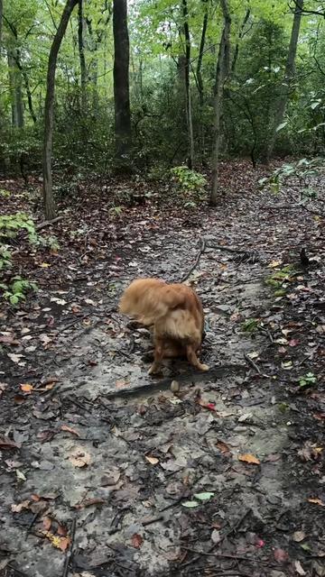 @Bentley the Spicy Golden🌶️
