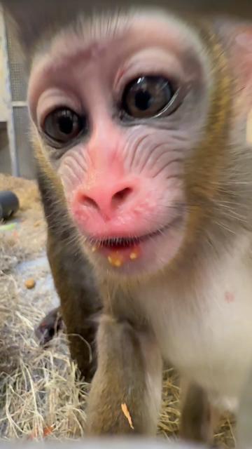 @memphiszoo