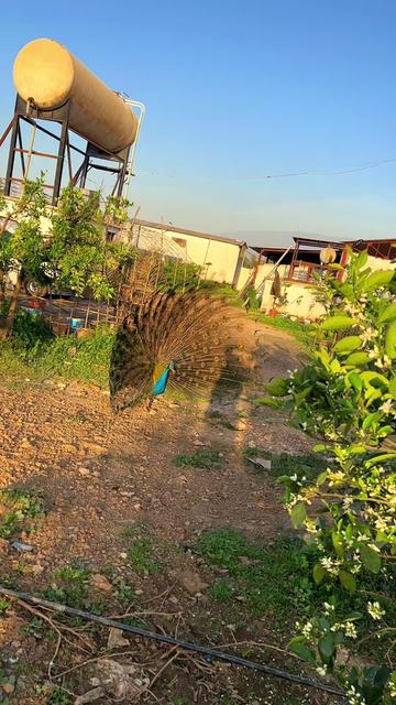 @نسيم 🇩🇿 NASSIIMM