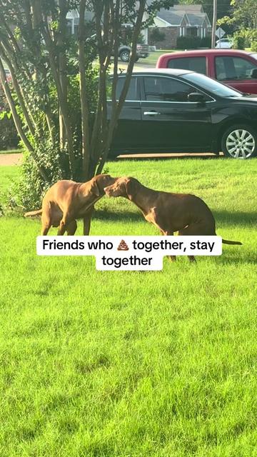 @Tycho the vizsla
