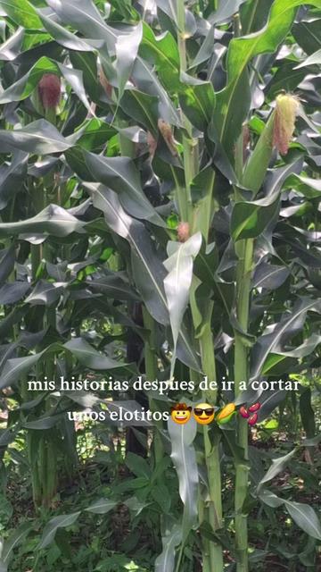 @chayotezoquiteco
