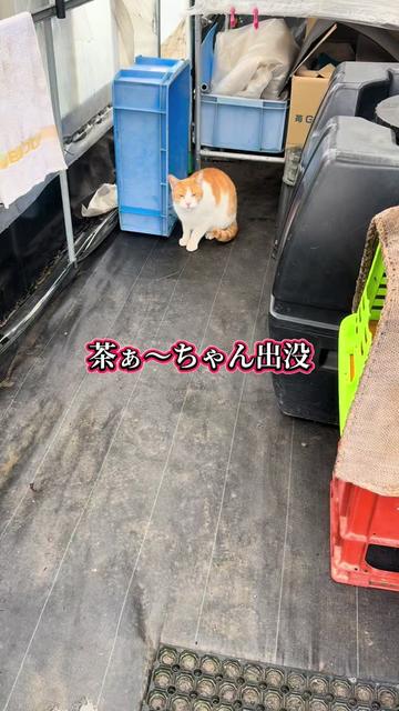 @JUNðð蟲家ã®ãªãã¿ã³