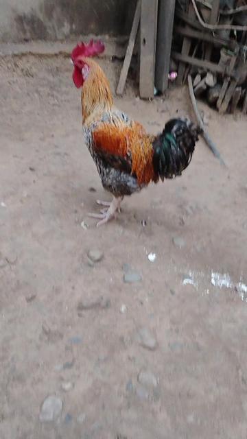 @Sanjay shah