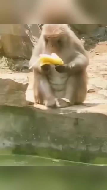 @Pets Giggles