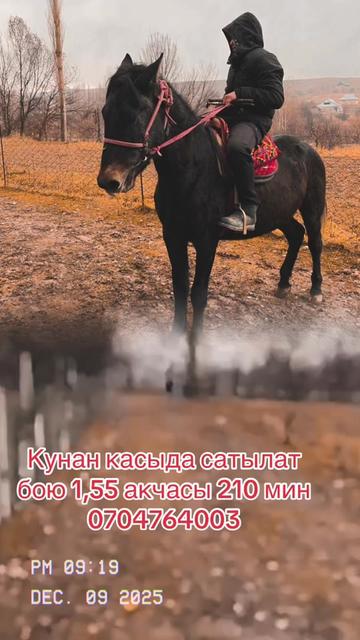@Oskonbai Tajibaev