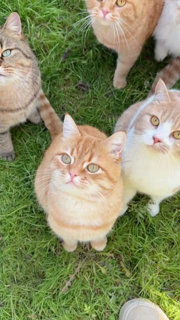 @Cute_kitten