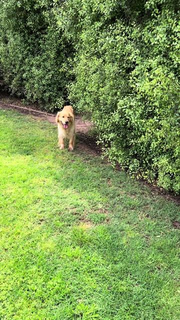 @HighCountryRetrievers