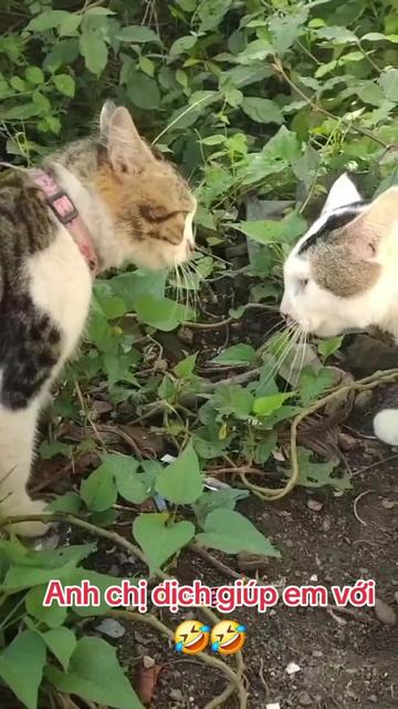 @Sơn_37🇻🇳💝🇻🇳💝🇻🇳