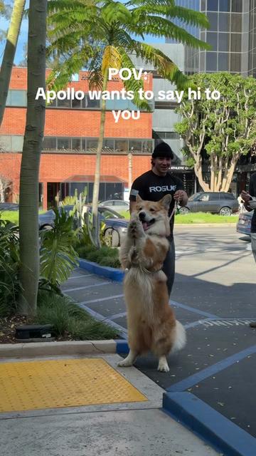 @apollothecorgimute