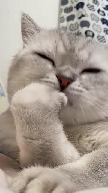 @Cute_kitten