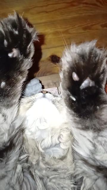 @cat_bayun_