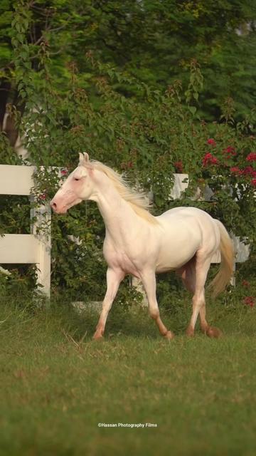 @SUNRISE STUD FARMS RAWALPINDI