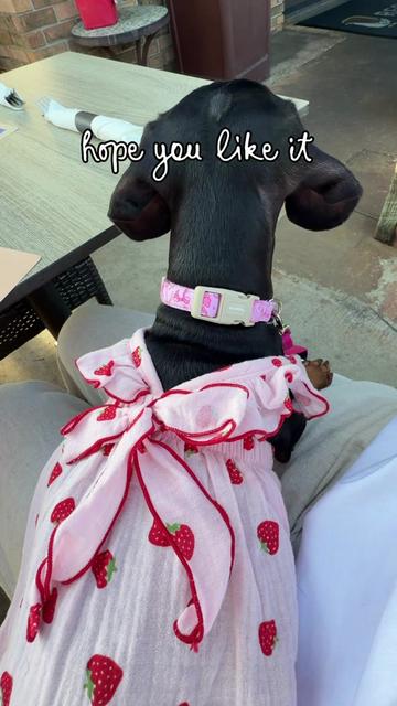 @Penny the Dachshund
