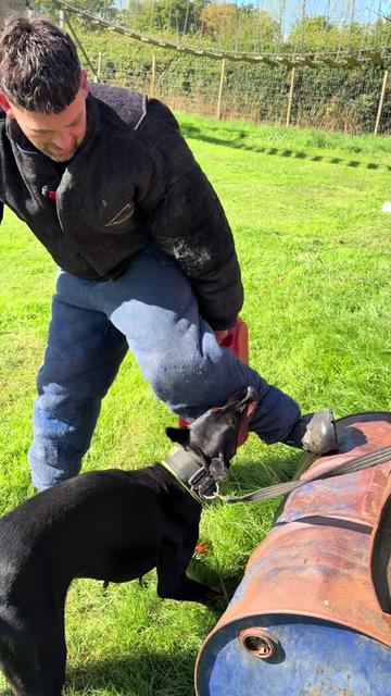 @protectiondobermanns