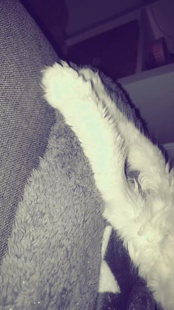@Linni👱♀️_Luna🐈