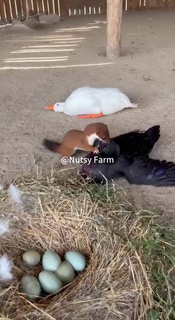 @NutsyFarm