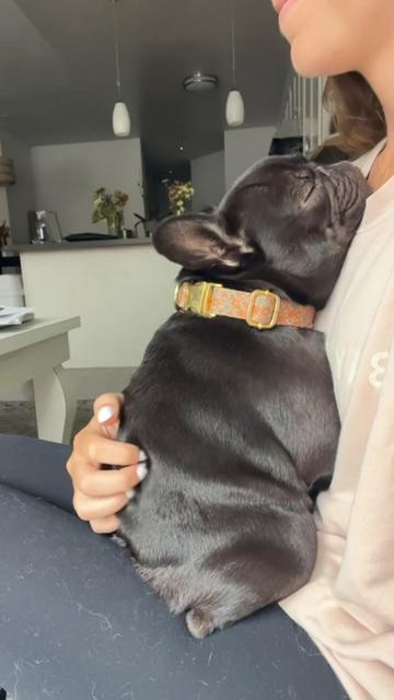 @Mabel the Frenchie