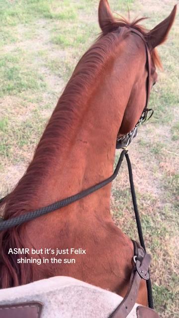 @Jayde 🐎